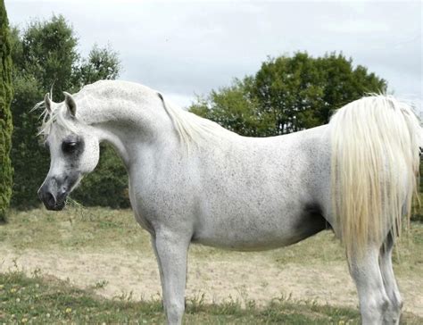 Tchaata Arabians