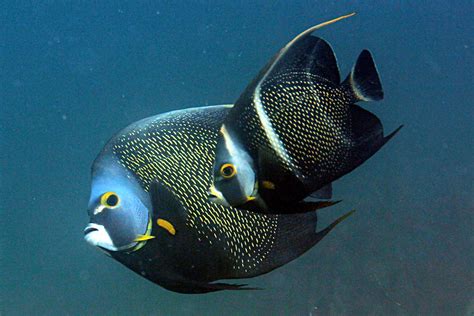 Poisson Ange Français • Pomacanthus Paru • Fiche Poissons