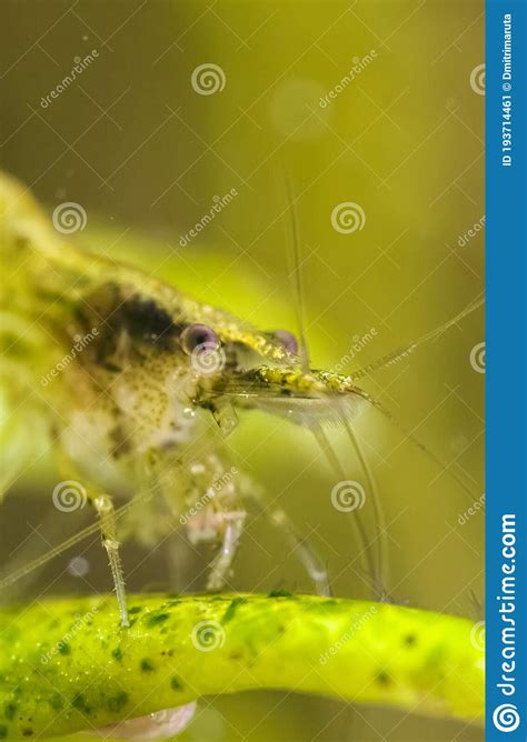 Dans L Aquarium De La Crevette D Eau Douce Image Stock Image Du Beau