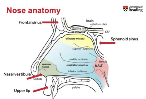 Ent Nose Flashcards Quizlet