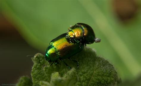 Free Images Nature Flower Fly Green Insect Fauna Invertebrate