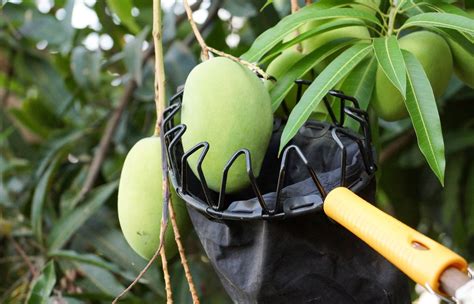 When To Pick Mangoes Top Timing Tips