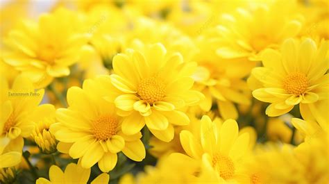 Beautiful Yellow Flowers Background Pictures | Best Flower Site