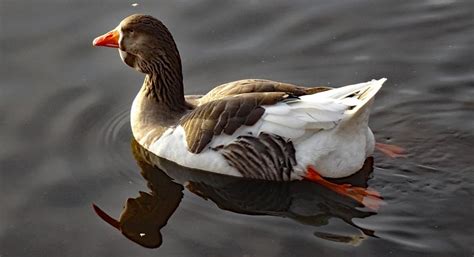 Petersfield Heath Pond 2020 Toulouse Duck