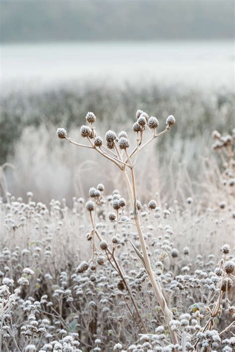 Designer Visit: Piet Oudolf's Otherworldly Garden at Hauser & Wirth ...