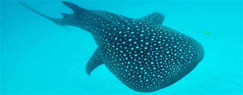 Afro Whale Shark Safari Swimming With Whale Sharks In Mafia Island