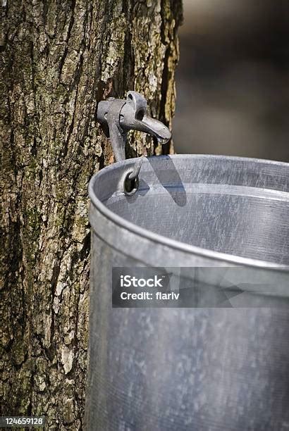 Droplet Of Sap Flowing From Maple Tree Into A Pail Stock Photo