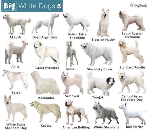 List of Small, Medium, & Big White Dog Breeds With Pictures | 101DogBreeds.com