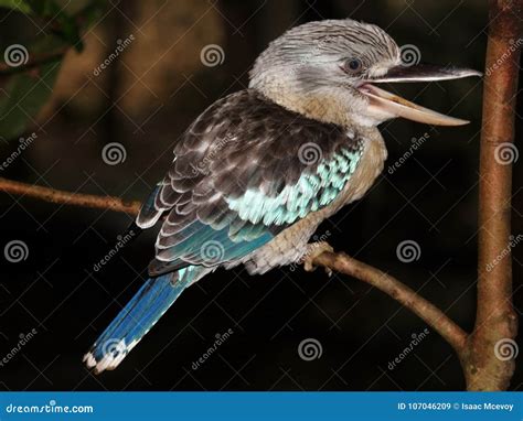 Laughing Kookaburra on Branch Stock Image - Image of habitat, camera ...