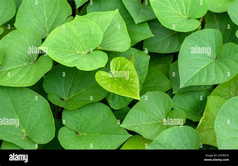 Sweet Potato Ipomoea Batatas Leaves Called Ubi Jalar In Indonesia