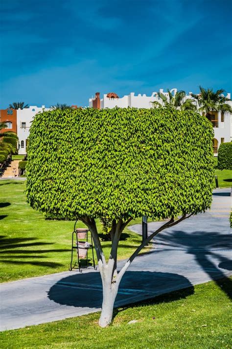 Tropical Garden With Trimmed Trees In Sunny Day Different Trees And