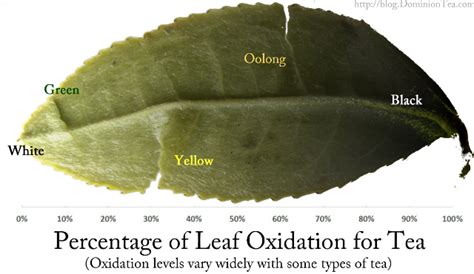 Understanding The Broader Types Of Tea Dominion Tea