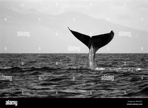 Maui Whale Tail Black And White Stock Photos Images Alamy