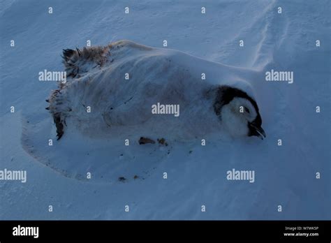 Dead Emperor Penguin Chick Hi Res Stock Photography And Images Alamy