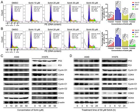 Scha Induces Cell Cycle Arrest In A549 And H1975 Cells The Effect Of