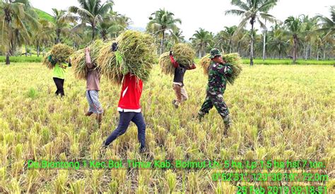 Demi Mewujudkan Swasembada Pangan Babinsa Rela Turun Ke Sawah Bantu