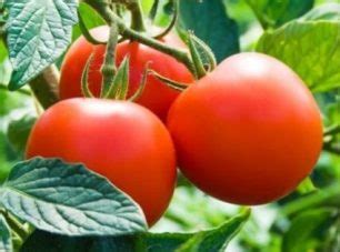 Томат Дубрава: описание сорта с фото, отзывы Выращивание и уход