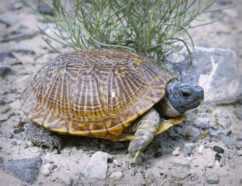 Desert Box Turtle Terrapene ornata luteola