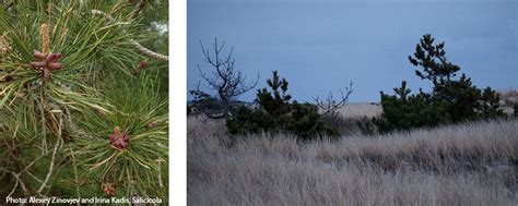 Coastal Landscaping In Massachusetts Trees