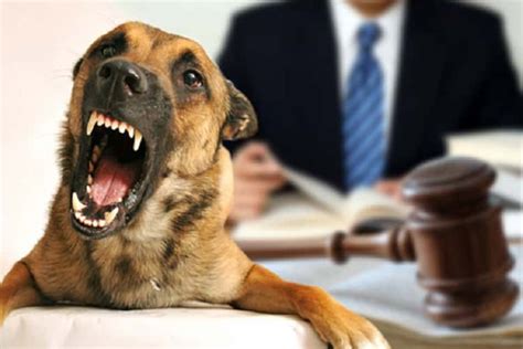 Dog Bite Attorney in Chula Vista | Dog Bite Attorney Imperial County ...