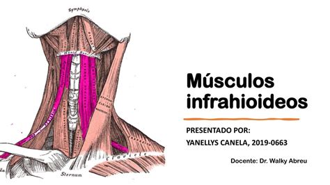 Músculos Infrahioideos Yanibelkis Martínez Udocz