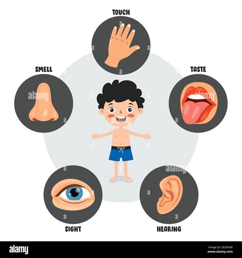 Five Senses Concept With Human Organs Stock Vector Image And Art Alamy