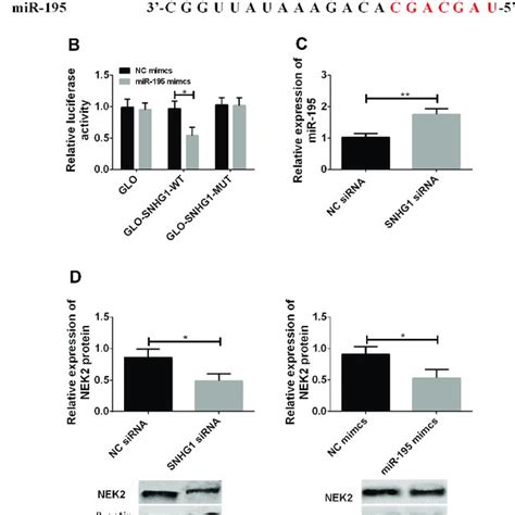 Targeted Relationship Of LncRNA SNHG1 MiR 195 NEK2 Axis A The DIANA