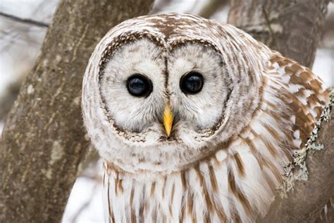 Take 5 Barred Owls Mass Audubon Your Great Outdoors