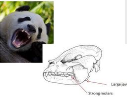 Structural Adaptations - Giant Panda