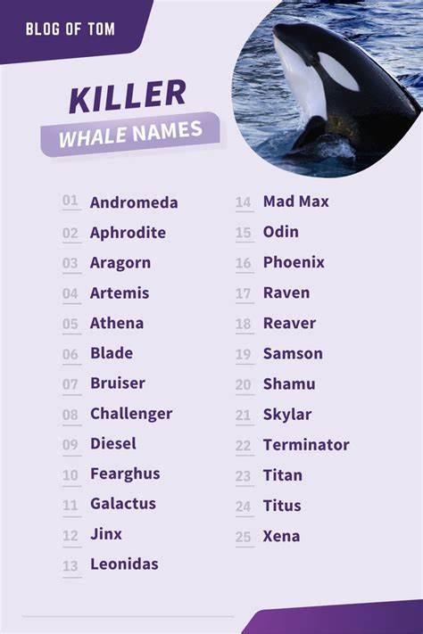 389 Killer Whale Names (Good, Cute & Famous Naming Ideas) | Names ...