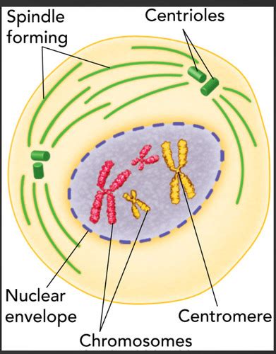 Cell Growth And Division Chapter 11 Flashcards Quizlet