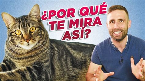 Por Qu Te Mira Tu Gato Fijamente Motivos Por Los Que Tu Gato