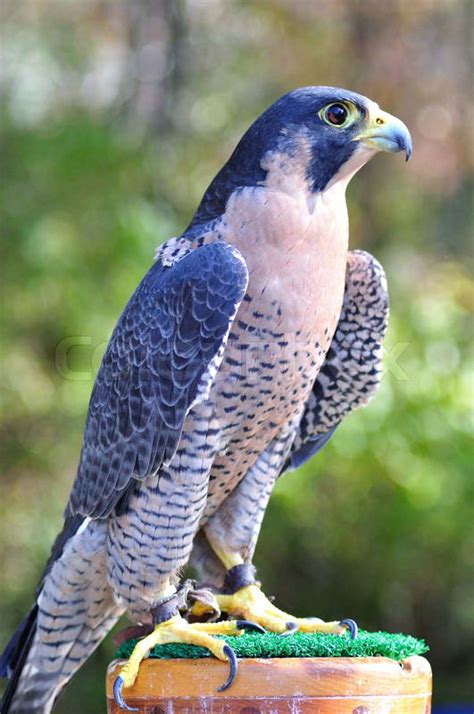 Peregrine Falcon for sports hunting | Stock Photo | Colourbox