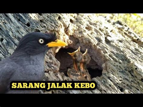 Serunya Berburu Sarang Burung Jalak Kebo Di Lobang Pohon Kelapa Youtube