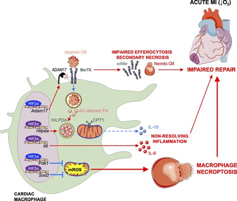 Working Model MI Causes Ischemia And Release Of Danger Signals From