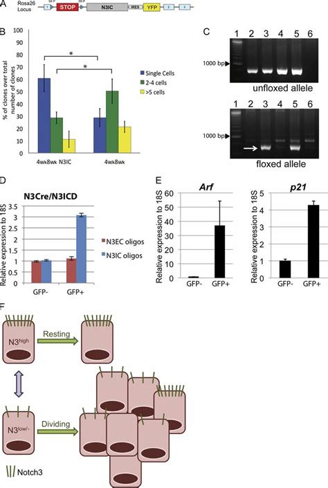 Notch3 Activation Retains Cells In A Nonproliferative State A Download Scientific Diagram