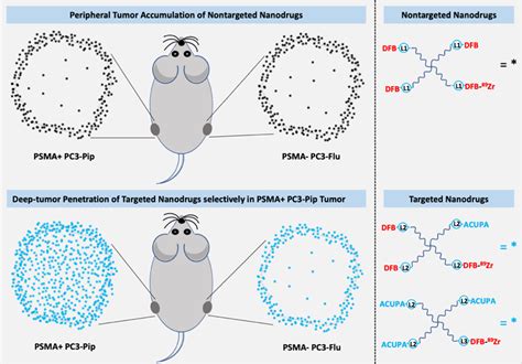 Prostate Specific Membrane Antigen Targeted Deep Tumor Penetration Of