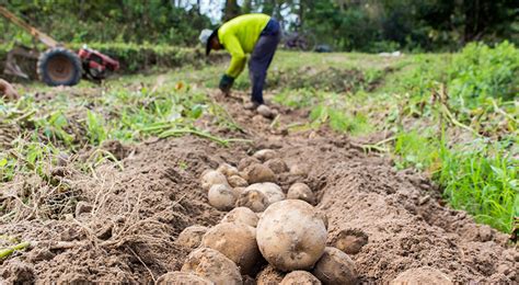 Bioengineered Late Blight Resistant Potato To Benefit 300000 Smallholder Farmers In Uganda