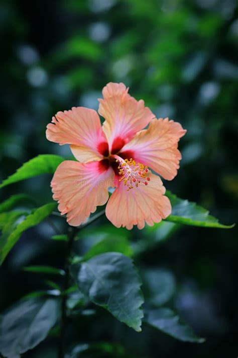 Peach Hibiscus Flower Stock Photos Free Royalty Free Stock