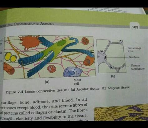 Diagram Of Adipose And Areolar Tissue