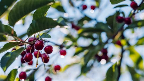 How To Grow A Cherry Tree From A Cherry Seed About Tree