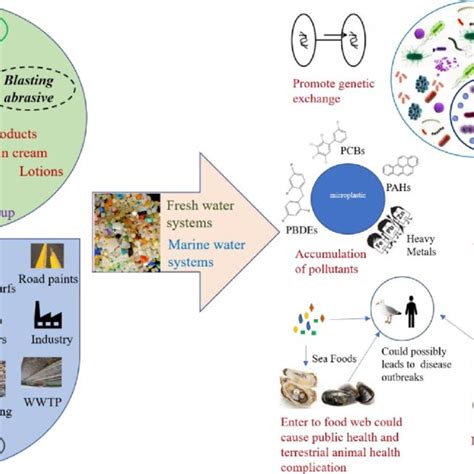 A conceptual diagram showing the sources of microplastic pollution and ...