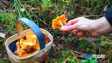 Passione Funghi Al Via Un Corso Per Saperli Riconoscere