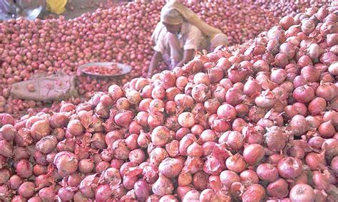 India Procures Lakh Tonnes Of Onions