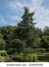 Atlas Cedar Cedrus Atlantica Glauca Group Stock Photo 1239595336