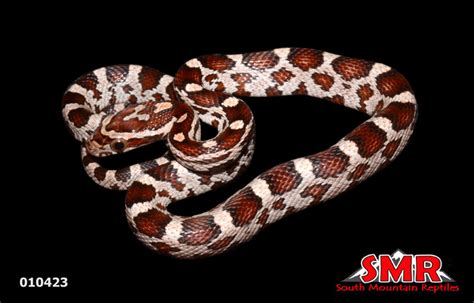 Miami Okeetee Corn Snake – South Mountain Reptiles