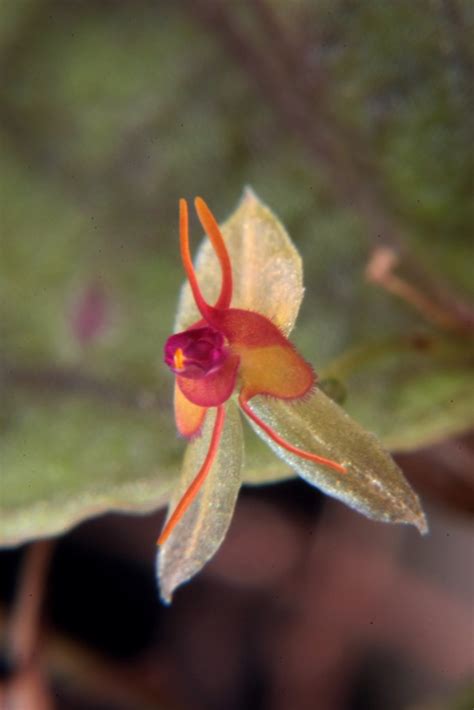 Lepanthes Tentaculata Wiel Driessen Flickr