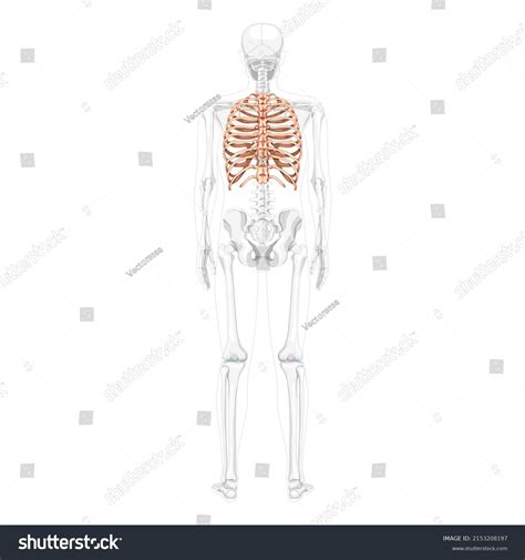 Rib Cage Skeleton Human Back View เวกเตอร์สต็อก ปลอดค่าลิขสิทธิ์