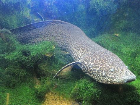 Lungfish Belle Isle Aquarium