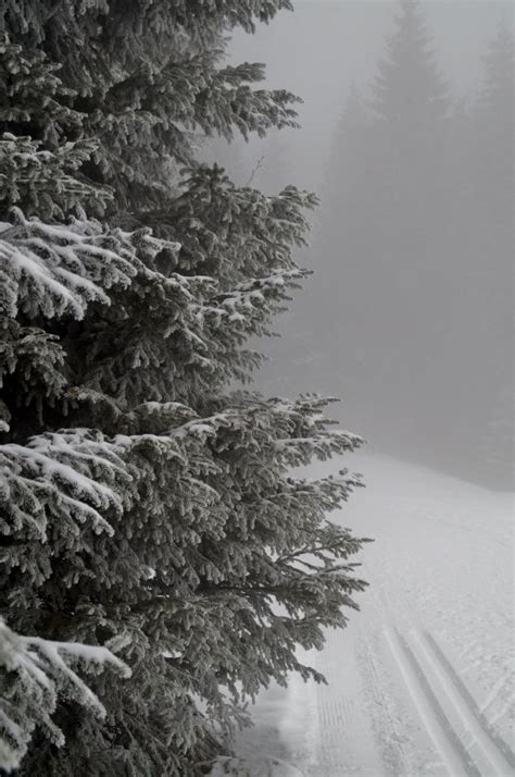 Free Images Tree Forest Branch Snow Black And White Mist Frost